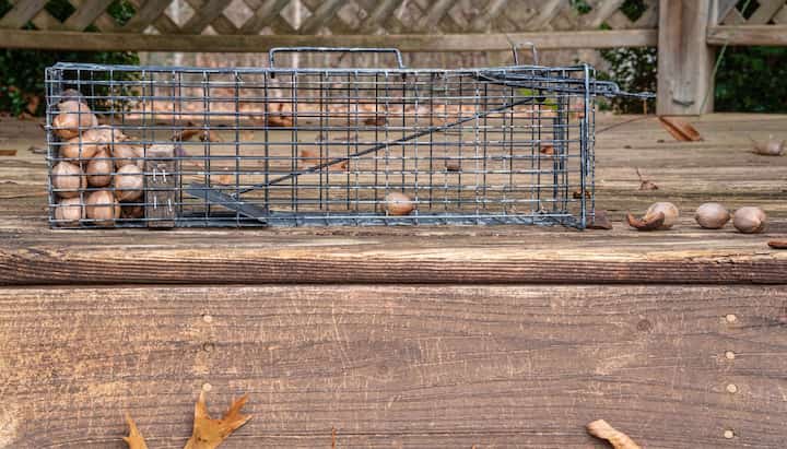 Hire professional wildlife control services in Nashville, Tennessee for bats, raccoons, squirrels, ground moles, and much more.